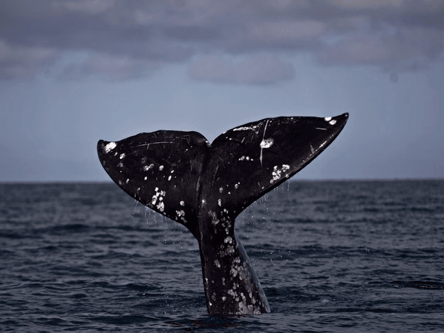 Gray Whale (AP / Max Miller)