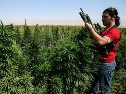 Lebanon-hash-grower-AFP