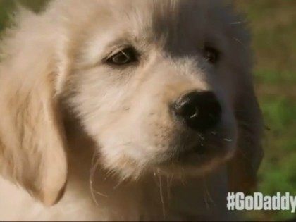 GoDaddy Super Bowl ad cancelled for angering PETA