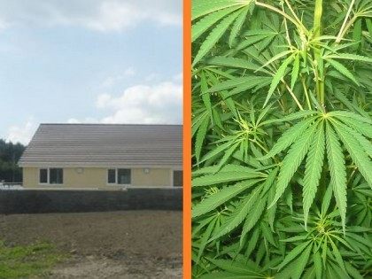 Cannabis Farm Gypsy