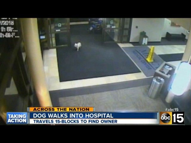 Dog in Hospital