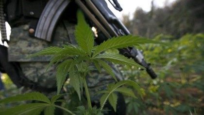 A soldier stands guard among marijuana plants at an illegal plantation found during a military operation on Friday at the Culiacan mountains, northern Mexico, Monday, Jan. 30, 2012. The drought in northern Mexico is so bad that it has hurt even illicit drug growers and their normally well-tended crops of …