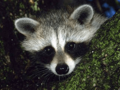 Raccoon (Associated Press)
