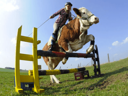 Cow Jump (Associated Press)