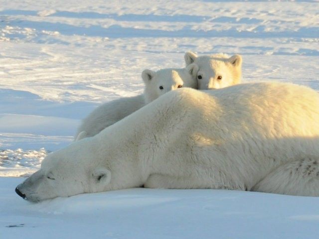A World Wildlife Fund photograph taken along the western shore of Hudson Bay in November 2010 shows a female polar bear with two cubs near Churchill, Canada, in this file image released to Reuters on February 9, 2011.