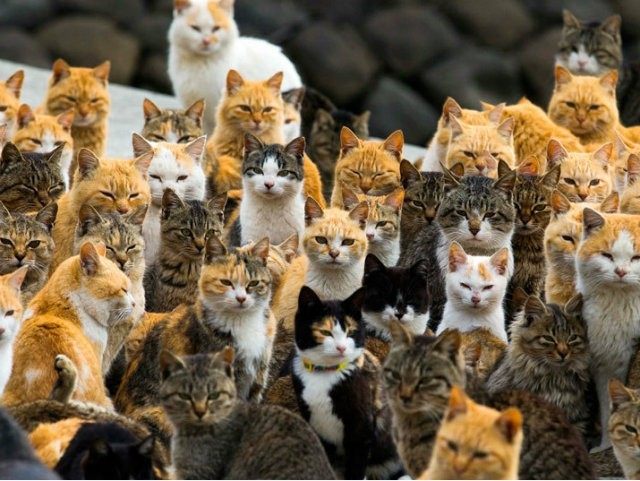 Cats crowd the harbour on Aoshima Island in the Ehime …
