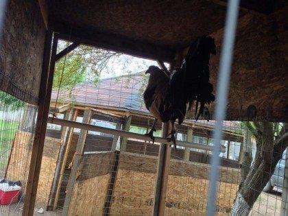 Rooster waiting for his turn to fight. Photo: Hidalgo County Sheriff's Office