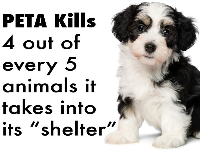 Facebook/Peta Kills Animals
