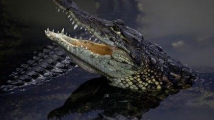 crocodile