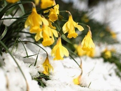 Daffodil winter snow