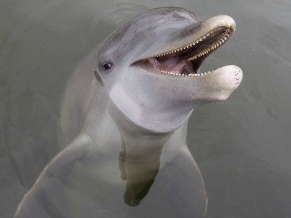 dolphin-AP