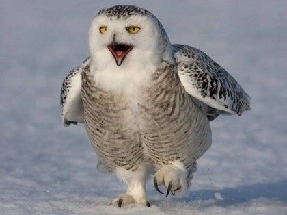 snowy-owls-reuters