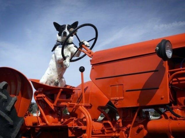 dog-tractor