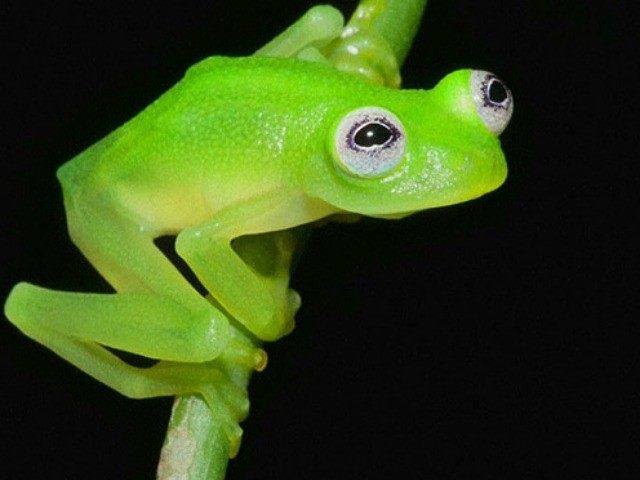 frog-AP