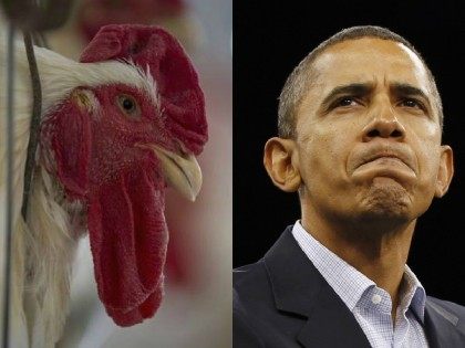 obama-chicken