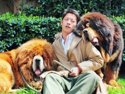 tibetan-mastiff-afp