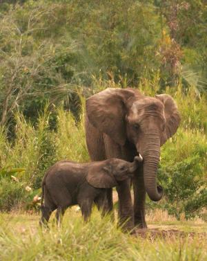 Thailand seizes 739 African elephant tusks