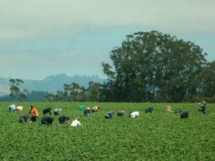 California fruit farm workers (Donna Sutton / Flickr / CC / Cropped)