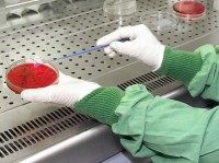 anthrax-bacteria-test-AP A microbiologist checks a petri dish for a bacteria culture in the micro biological laboratory of the regional authorities for food security and consumer protection in the German state Thuringia in Erfurt, eastern Germany, on Saturday, Nov. 3, 2001. Final tests on powder found in a letter that touched off …