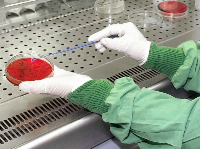 A microbiologist checks a petri dish for a bacteria culture in the micro biological labora