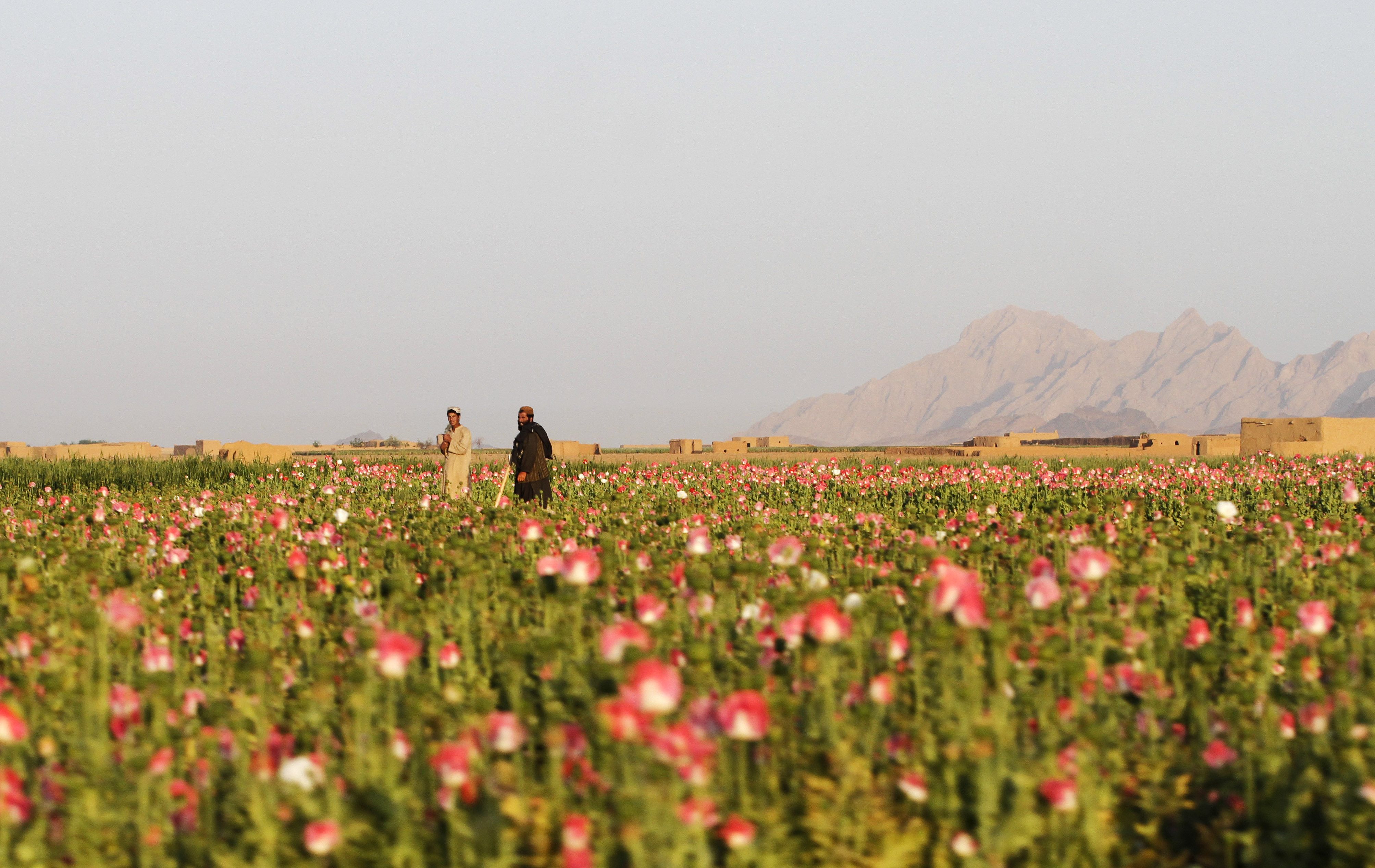 Afghan poppy farmers say new seeds will boost opium output - Breitbart