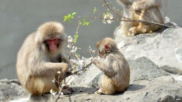 baby_monkey