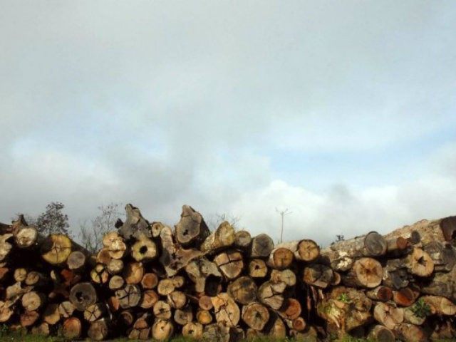 Some 800 logs that were illegally cut from Amazon rainforest …