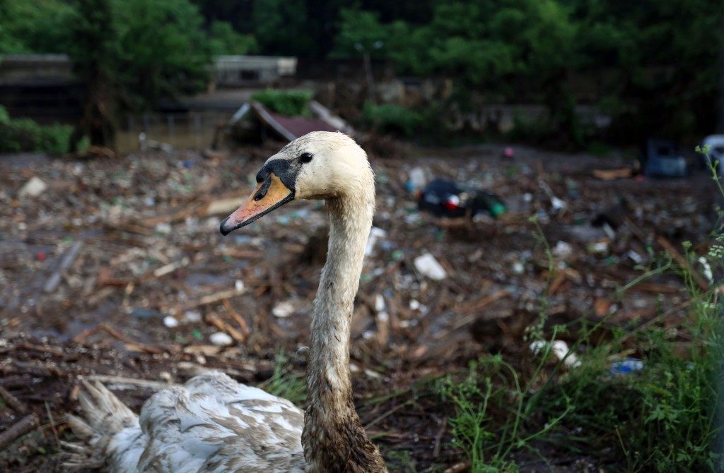A wounded swan is seen at a flooded zoo area in Tbilisi, Georgia, Sunday, June 14, 2015. Tigers, lions, a hippopotamus and other animals have escaped from the zoo in Georgias capital after heavy flooding destroyed their enclosures, prompting authorities to warn residents in Tbilisi to say inside Sunday. At least eight people have been killed in the disaster, including three zoo workers, and 10 are missing. (AP Photo/Beso Gulashvili)