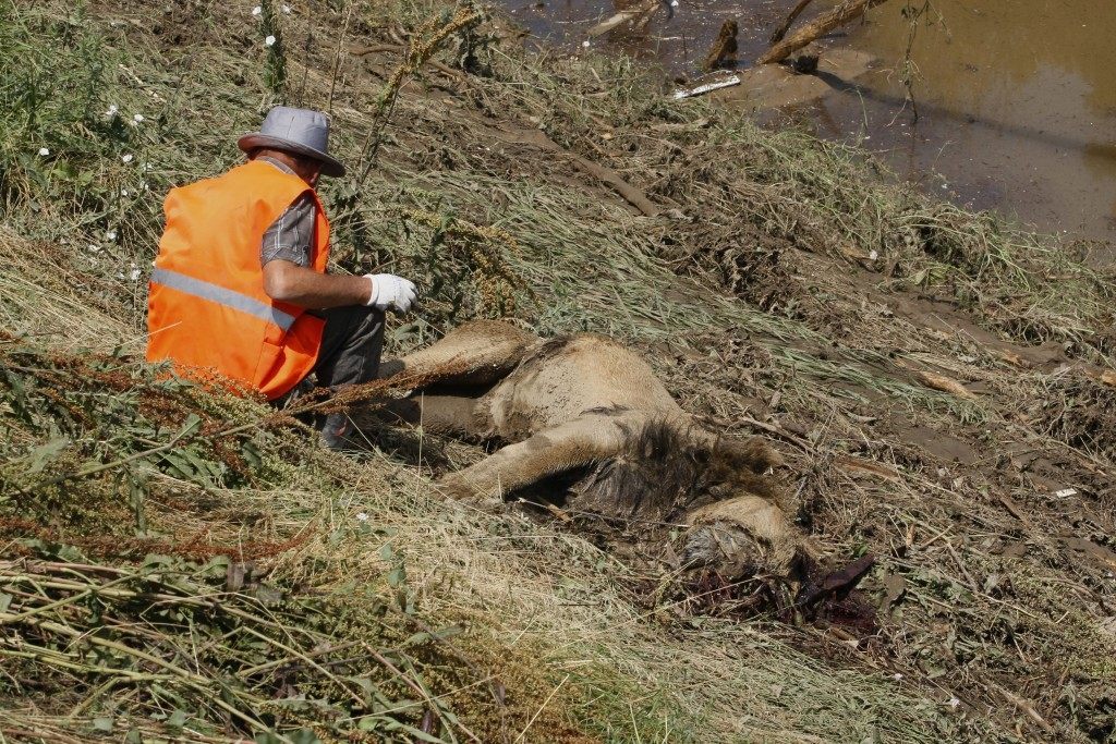 A municipal worker sits near the body of a lion at a flooded zoo area in Tbilisi, Georgia, Sunday, June 14, 2015. Tigers, lions, a hippopotamus and other animals have escaped from the zoo in Georgiaís capital after heavy flooding destroyed their enclosures, prompting authorities to warn residents in Tbilisi to say inside Sunday. (AP Photo/Shakh Aivazov)