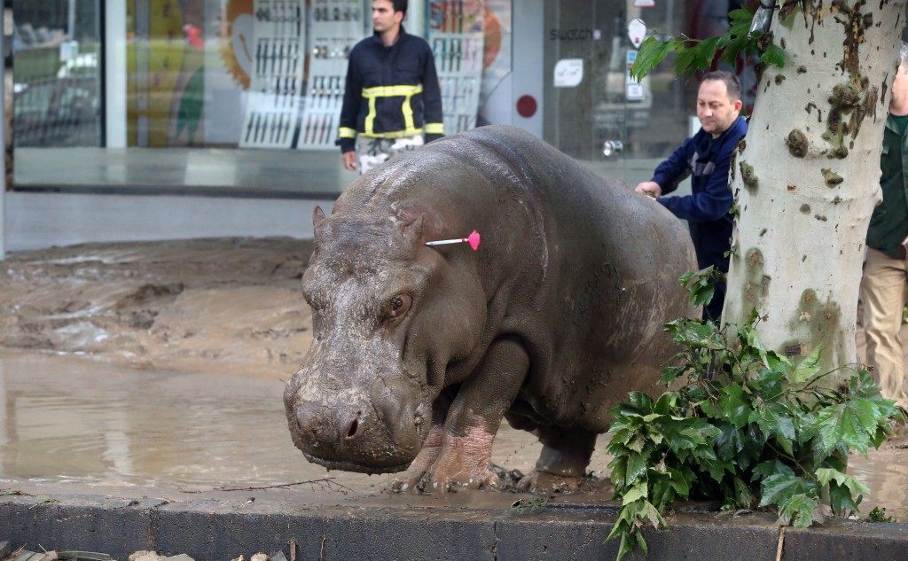People follow a hippopotamus that has been shot with a tranquilizer dart after it escaped from a flooded zoo in Tbilisi, Georgia, Sunday, June 14, 2015. Tigers, lions, a hippopotamus and other animals have escaped from the zoo in Georgias capital after heavy flooding destroyed their enclosures, prompting authorities to warn residents in Tbilisi to say inside Sunday. At least eight people have been killed in the disaster, including three zoo workers, and 10 are missing. (AP Photo/Beso Gulashvili)