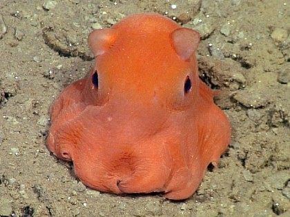 Adorabilis Octopus (AFP / Monterrey Bay Aquarium)