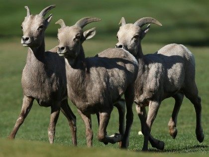 Bighorn sheep (Jeff Gross / Getty)