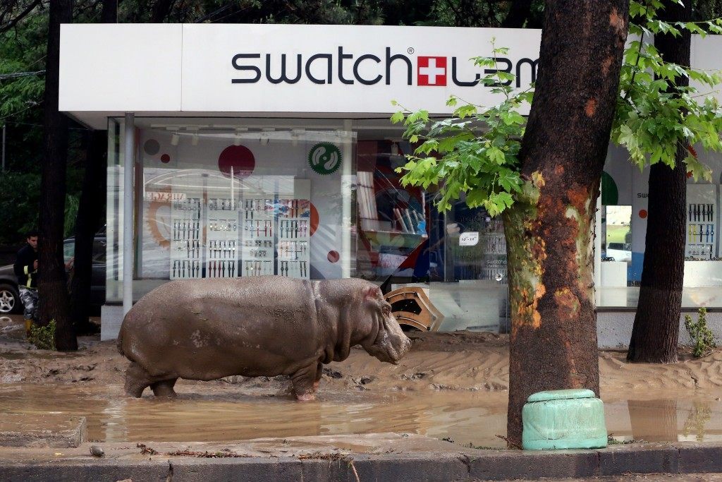 A hippopotamus walks along a flooded street in Tbilisi on June 14, 2015. Tigers, lions, jaguars, bears and wolves escaped on June 14 from flooded zoo enclosures in the Georgian capital Tbilisi, the mayor's office said. Some of the animals were captured by police while others were shot dead, the mayor's office told local Rustavi 2 television. At least eight people have drowned and several others are missing in the Georgian capital Tbilisi in serious flooding. BESO GULASHVILI  / AFP / Getty Images
