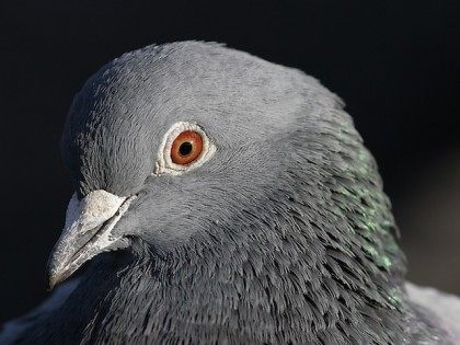Pigeon-close-up-on-head