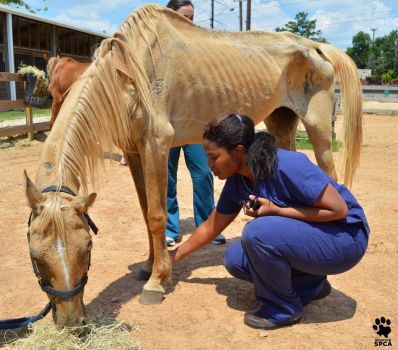 Starving horses 1