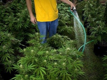 Watering Marijuana (Pete Starman / Getty)