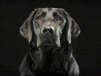 labrador