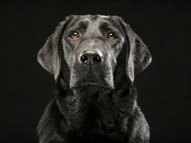 akc most popular dog breeds 2019