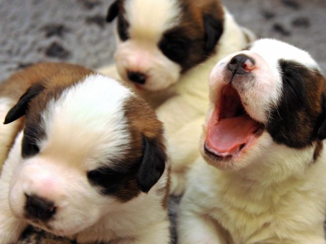 Two-week-old puppies play on June 4, 200