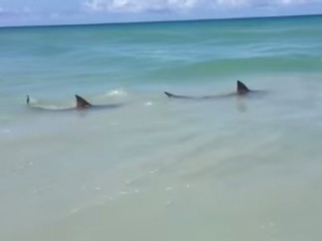 sharks-waveland-beach