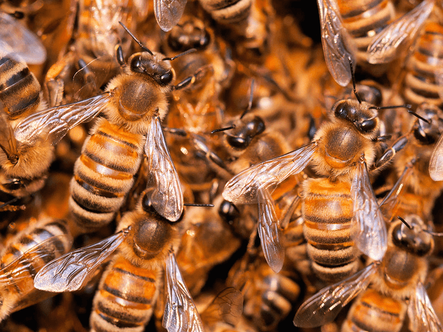 Bees (Umberto Salvagnin / Flickr / CC / Cropped)