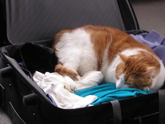 Cat Suitcase (liz west / Flickr / CC / Cropped)