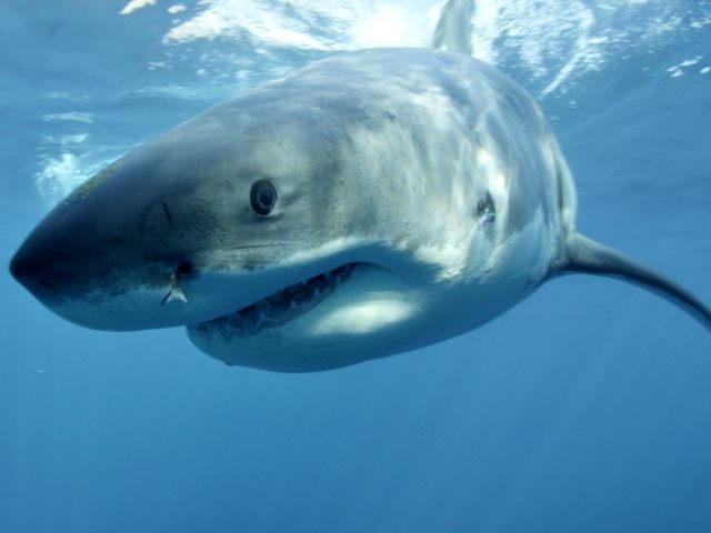 Hammerhead, Great White Sharks Haunt California Beaches