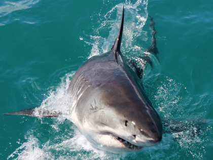 Great White Shark (African Budget Safaris / Flickr / CC / Cropped)