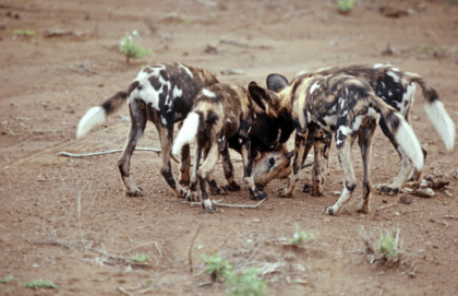 Pack of Wild Dogs