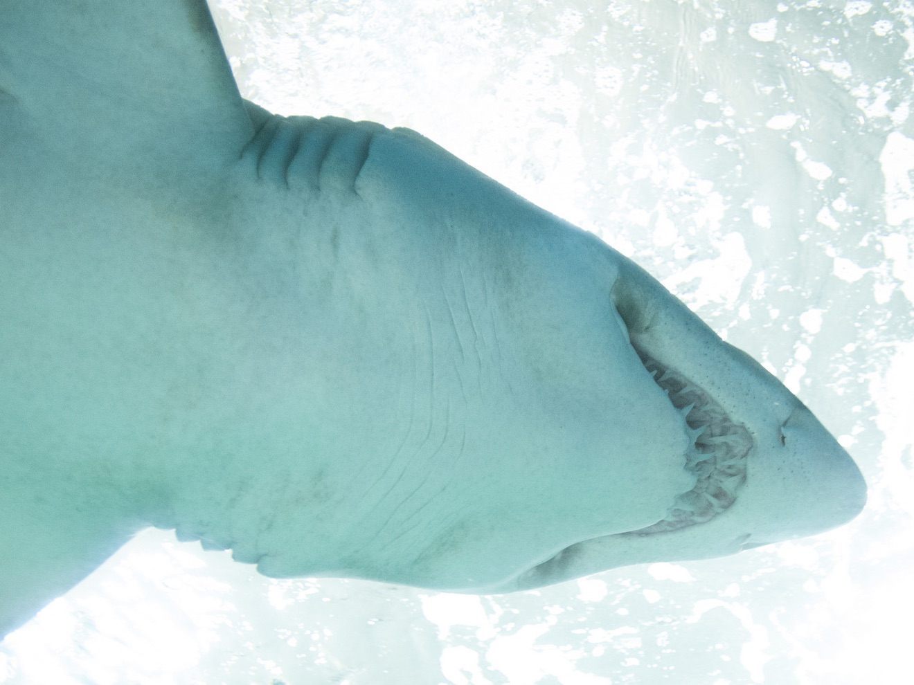 Surfer Meets 'Aggressive' Great White Shark in Huntington Beach