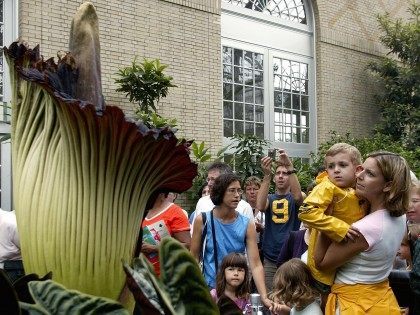 Titan Arum (Stephen Jaffe / AFP / Getty)