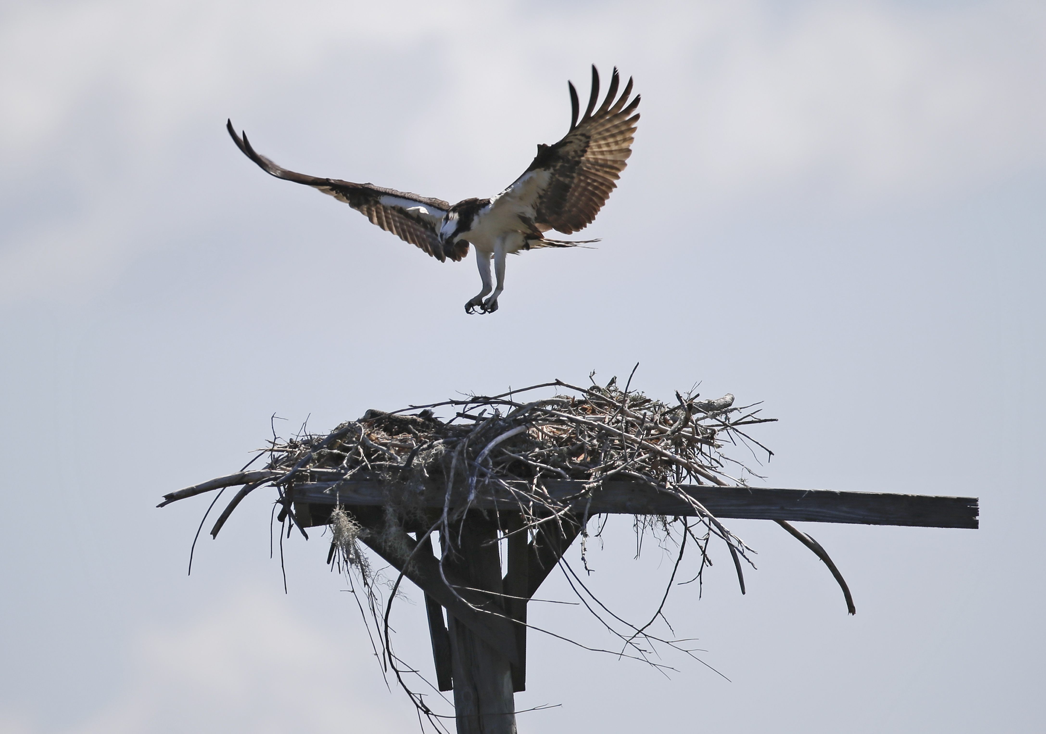 Thousands of birds abandon eggs, nests on Florida island Breitbart