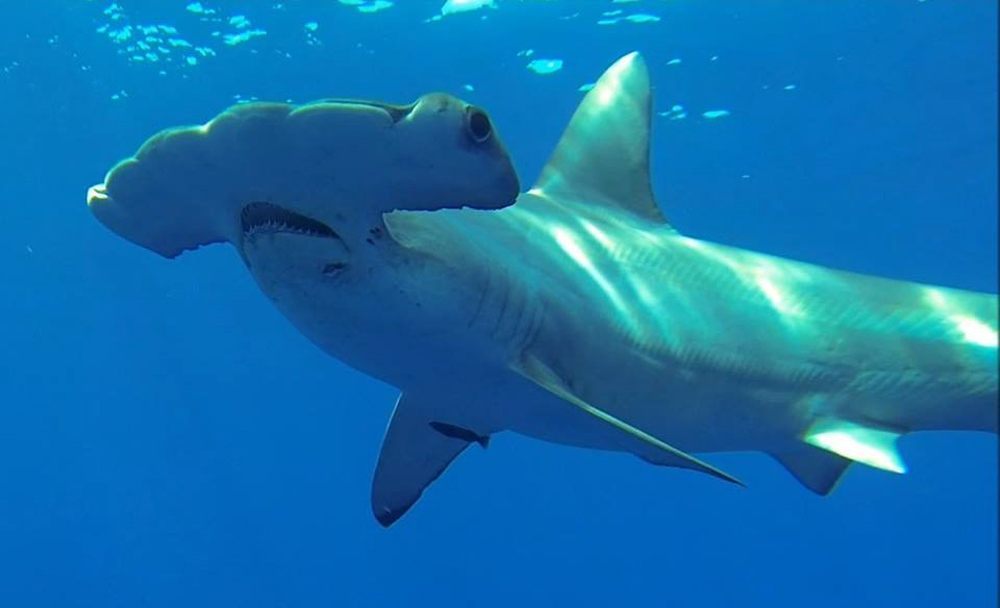 Shark Attack: Hammerhead Bites Kayaker in Malibu | Breitbart