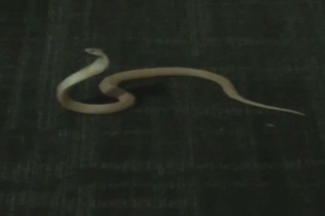 albino monocled snake in Houston